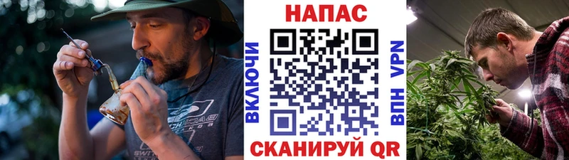 МАРИХУАНА семена  Чегем 